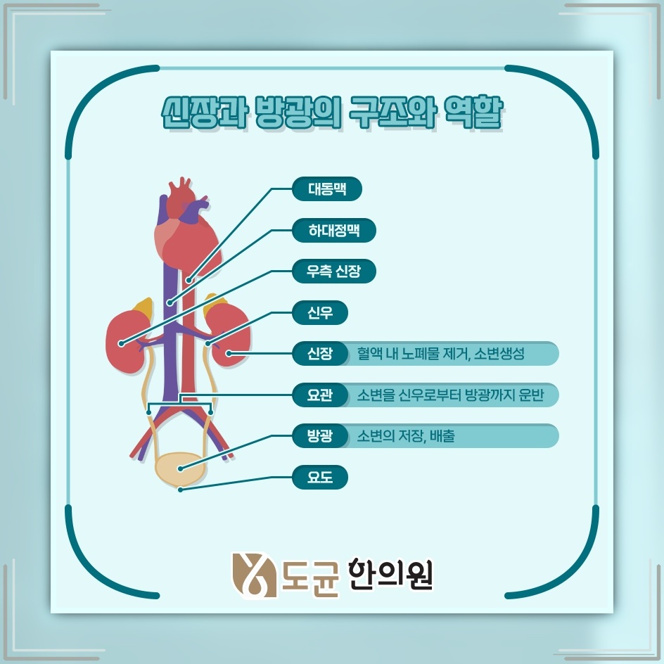 반복되는 방광염을 줄이기 위한 원인 점검과 생활 관리