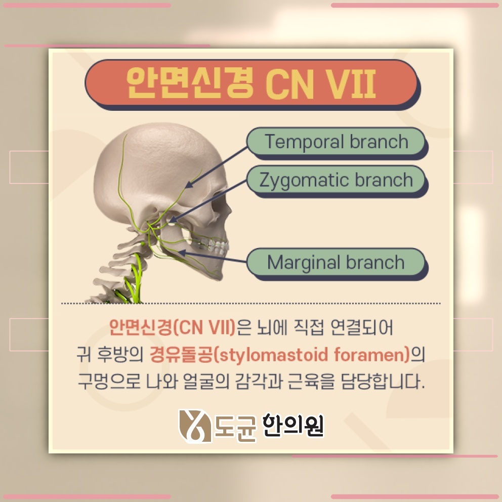안면신경마비, 초기 대응 시점이 경과에 미치는 영향